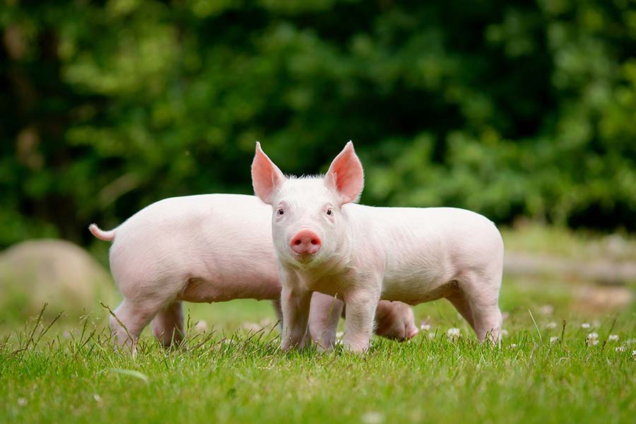 VetGene - Ošípané