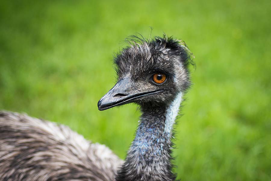 VetGene - Pstrosy - Emu